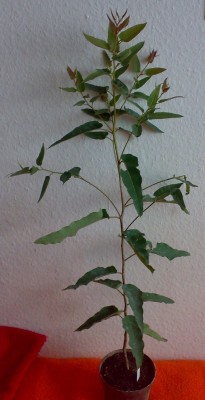 2009 eukalyptus2.jpg