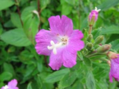 Weidenröschen-Epilobium_hirsutum.jpeg