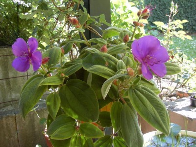 Tibouchina.JPG