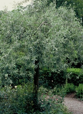 1861-olivenbaum.jpg