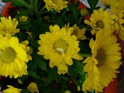 Chrysantheme-gelb.JPG