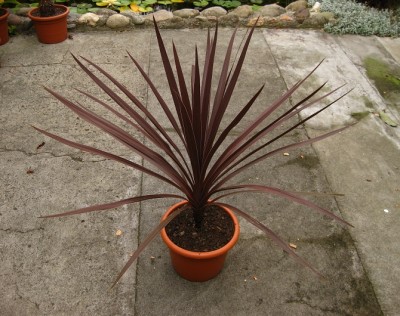 cordyline.jpg