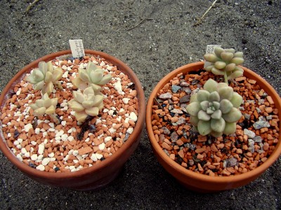 Graptopetalum-Paraguayense-Hybriden (5).JPG