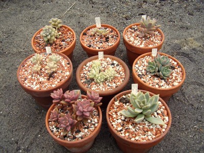 Graptopetalum-Paraguayense-Hybriden.JPG