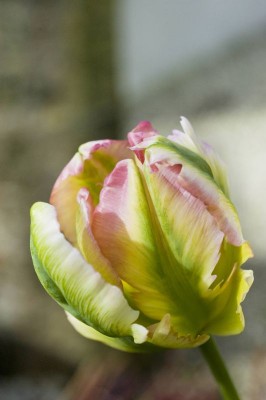 1871-tulpen.jpg