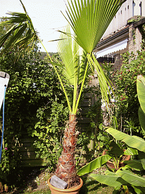 WASHINGTONIA ROBUSTA1-1.gif