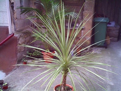 880_1157912041_Cordyline1.jpg