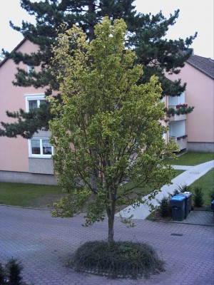 baum 005.jpg