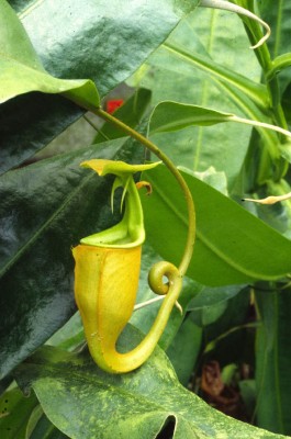nepenthes.jpg
