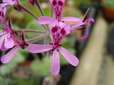 Pelargonium sidoides (3).JPG