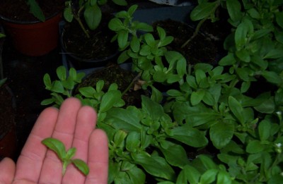 Stevia Stecklinge.jpg