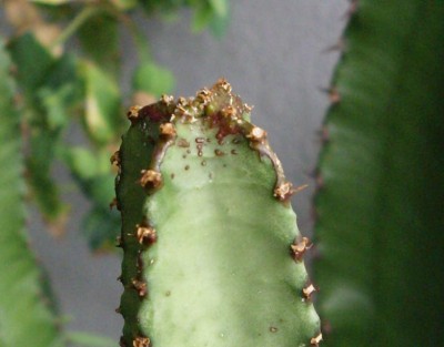 Kaktus.JPG