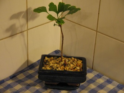 Ginko-Bonsai 1.jpg