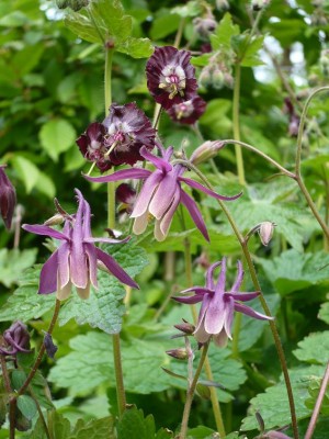 rockii und Geranium phaeum.JPG