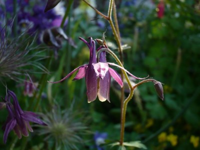 aquilegia rockii.JPG