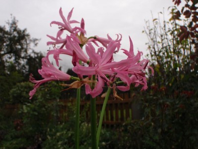 Nerine bowdenii Herbst 2009.JPG