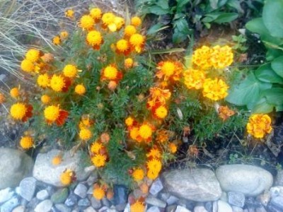 Tagetes.JPG