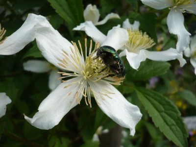 käfer Clematis montana var. wilsonii1.jpg