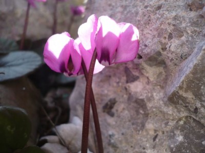 Cyclamen coum zwei Blüten Steingarten1.jpg