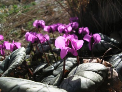 Cyclamen coum Sonnenlichtreflexe1.jpg