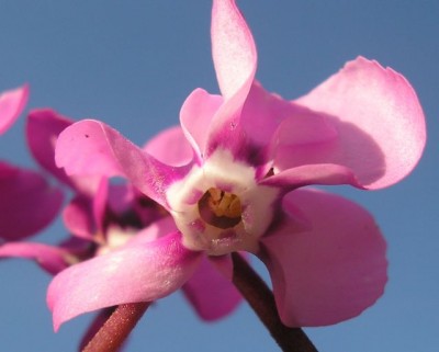 Cyclamen coum Schlund mit Saftmalen1.jpg