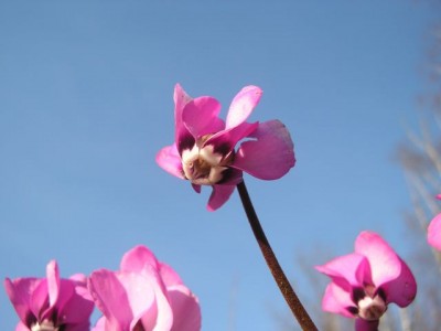 Cyclamen coum himmel1.jpg