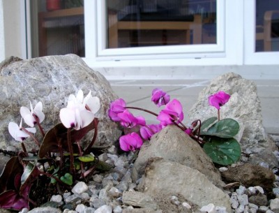 Cyclamen coum nahe beim Haus1.jpg