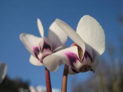 Cyclamen coum f. pallidum album1.jpg