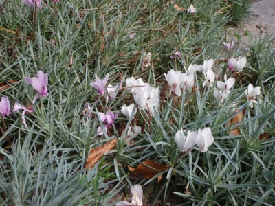 Cyclamen hederifolium und Cyclamen hederifolium albiflorum1.jpg
