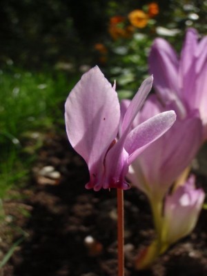 Cyclamen hederifolium Herbstzeitlose im Hintergrund1.jpg