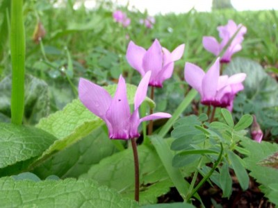 Cyclamen purpurascens1.jpg