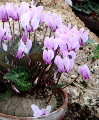 Cyclamen graecum Knolle1.jpg