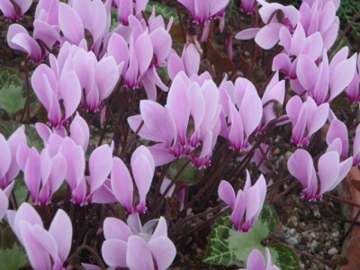 Cyclamen graecum 1.jpg