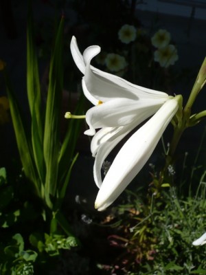 Lilium candidum lichtspiel1.jpg