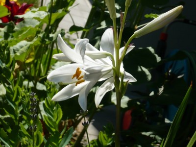 Lilium candidum gefiltertes Licht1.jpg