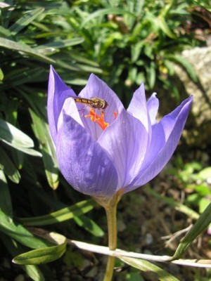 Crocus speciosus mit Bestäuber1.jpg