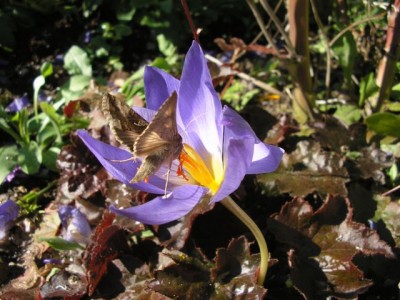 Crocus speciosus mit Bestäuber 31.jpg