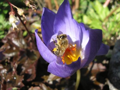 Crocus speciosus mit Bestäuber 21.jpg