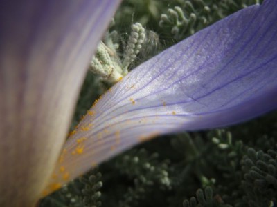 Crocus speciosus äderung1.jpg