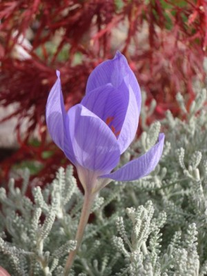 Crocus speciosus1.jpg