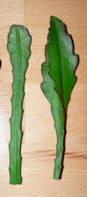 epiphyllum-stecklinge.jpg