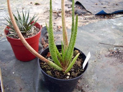 Aloe albiflora.JPG