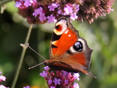 Schmetterling 6.jpg