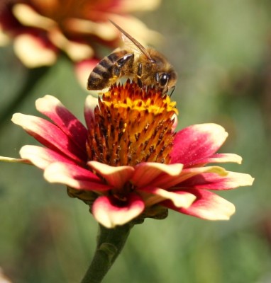 Makro Biene auf Blüte 1.jpg