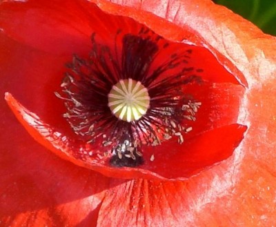 Makro Mohn Blüte.jpg