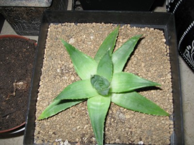 Aloe polyphylla.jpg