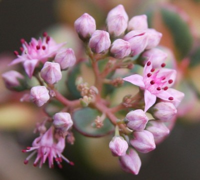 Sedum sieboldii medio variegata - 09.10.2009 - 3.jpg