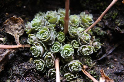 Sedum sieboldii medio variegata - 02.02.2009 - 1.jpg