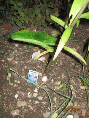 'Arum italicum.jpg