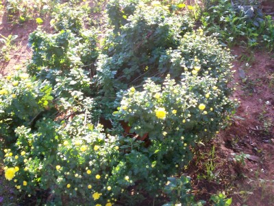 gelbe Chrysantheme 2.jpg